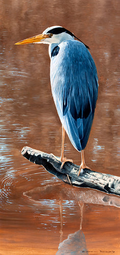 Bird art print of a grey heron perched on a log reflected in the peaty water.  From an original painting by artist David Miller
