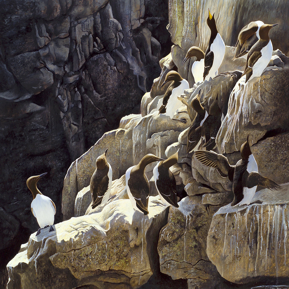 Morning Light on Stack Rocks, Guillemots | David Miller Art – David ...