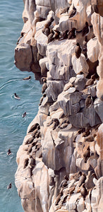 Bird art print of a guillemot colony on Stack Rocks, Castlemartin, pembrokeshire by wildlife artist David Miller