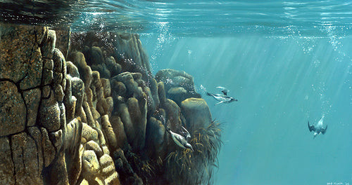 Bird art print of guillemots and razorbills diving underwater by wildlife artist David Miller