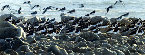 High Tide Roost, Oystercatchers, St. Ishmael's, Carmarthenshire. Bird art by wildlife artist david miller