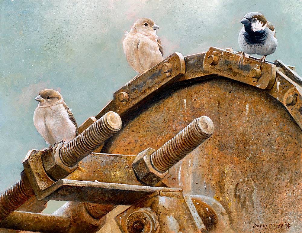 Down on the farm house sparrows open edition bird art print by david miller