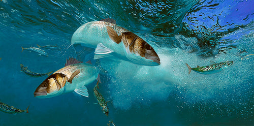 Underwater fish art print of sea bass hunting mackerel
