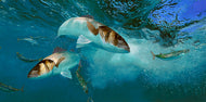 Underwater fish art print of sea bass hunting mackerel