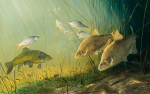 Underwater fish art print of bream, tench, roach, carp, perch and minnows by wildlife artist David Miller