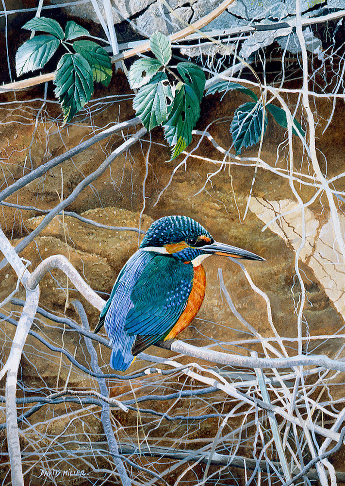 Kingfisher perched on branches bird art print by wildlife artist david miller