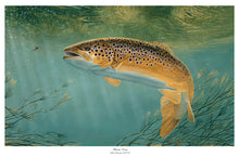 Load image into Gallery viewer, EA Brown Trout 2017-18