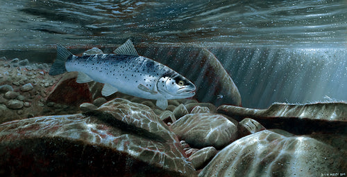 Sea Trout limited edition fish art print of a sea trout at night underwater by wildlife artist David Miller. Salmo trutta.