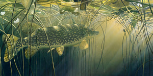 Underwater pike fish art print by wildlife artist David Miller