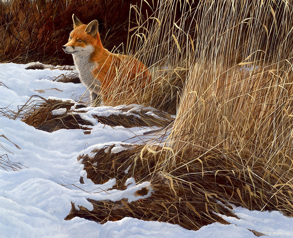 Red fox in a snowy reed bed.  Wildlife art print by David Miller. Vulpes vulpes.