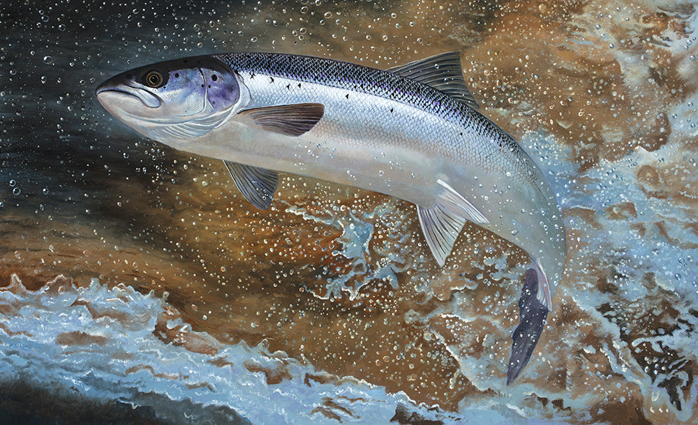 Leaping salmon fish art print. Rod Licence artist David Miller