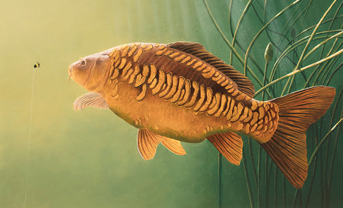 Underwater linear mirror carp fish art print. Rod LIcence artist David Miller