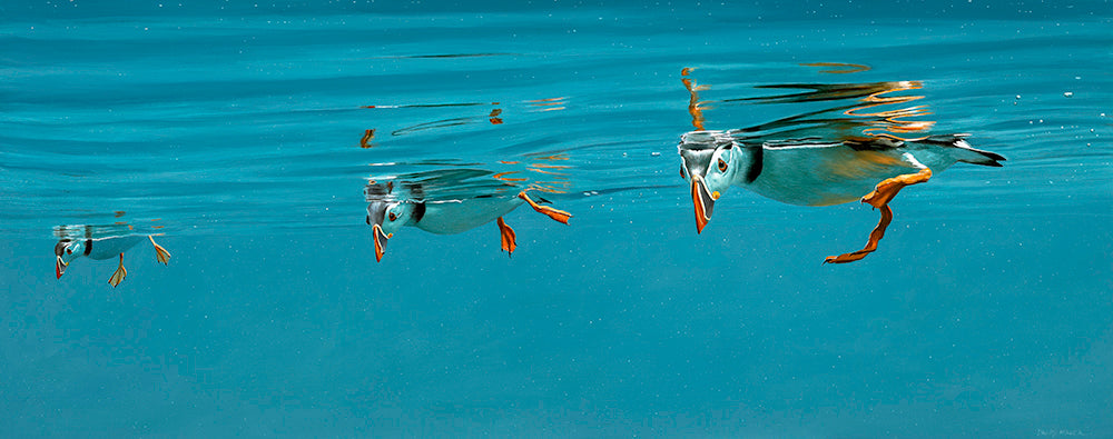 Underwater puffins bird art print by wildlife artist David Miller