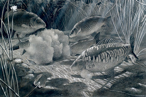 Midnight Feast black and white fish art print of carp by wildlife artist David Miller. Cyprinus carpio.