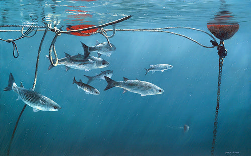 Mullet shoal underwater amongs buoys and ropes in a harbour. Fish art print by wildlife artist David Miller