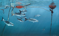 Mullet shoal underwater amongs buoys and ropes in a harbour. Fish art print by wildlife artist David Miller