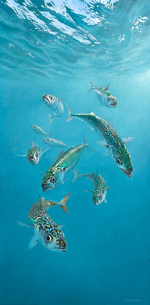 Underwater mackerel with rippling sea surface. Fine art fish print by artist David Miller