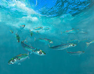 Mackerel shoal underwater. From a fine art fish painting by David Miller