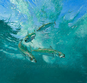 Underwater mackerel fish art print by artist David Miller