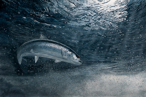 Midnight Sea Trout fish art print by wildlife artist David Miller. Sea trout turning at the surface of a spate river. Salmo trutta.
