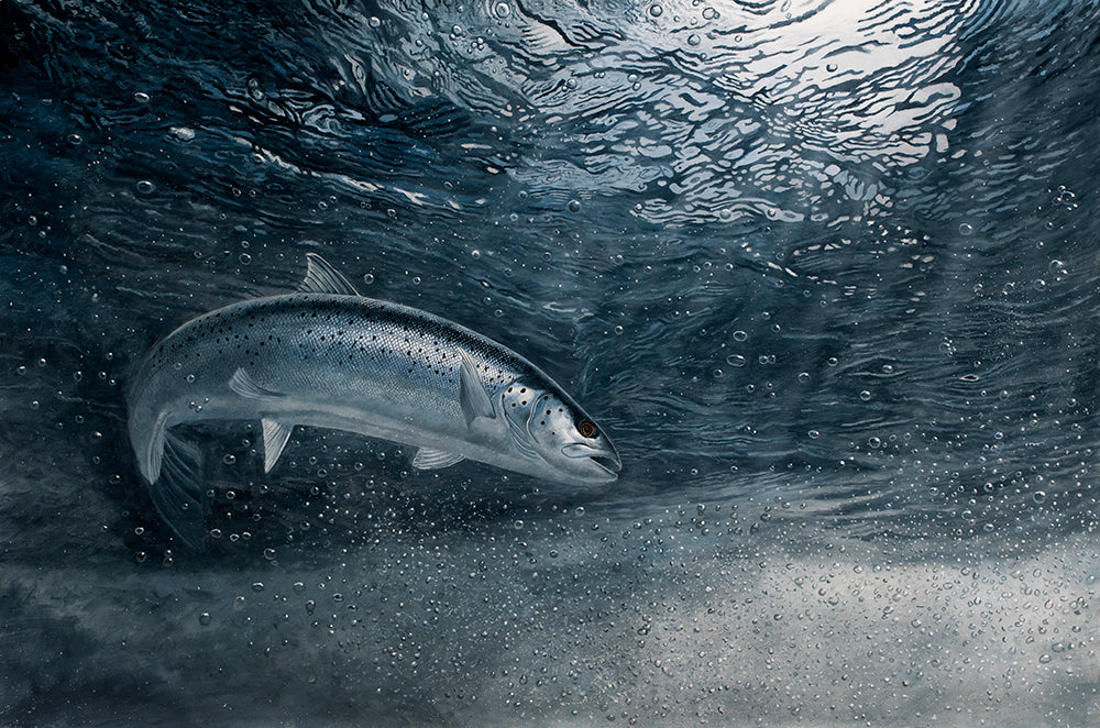 Midnight Sea Trout fish art print by wildlife artist David Miller. Sea trout turning at the surface of a spate river. Salmo trutta.