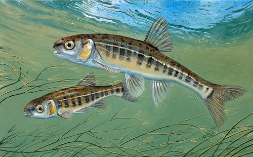 Underwater minnows fish art print. Rod Licence art David Miller