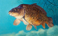 rod licence mirror carp fish art print by artist david miller