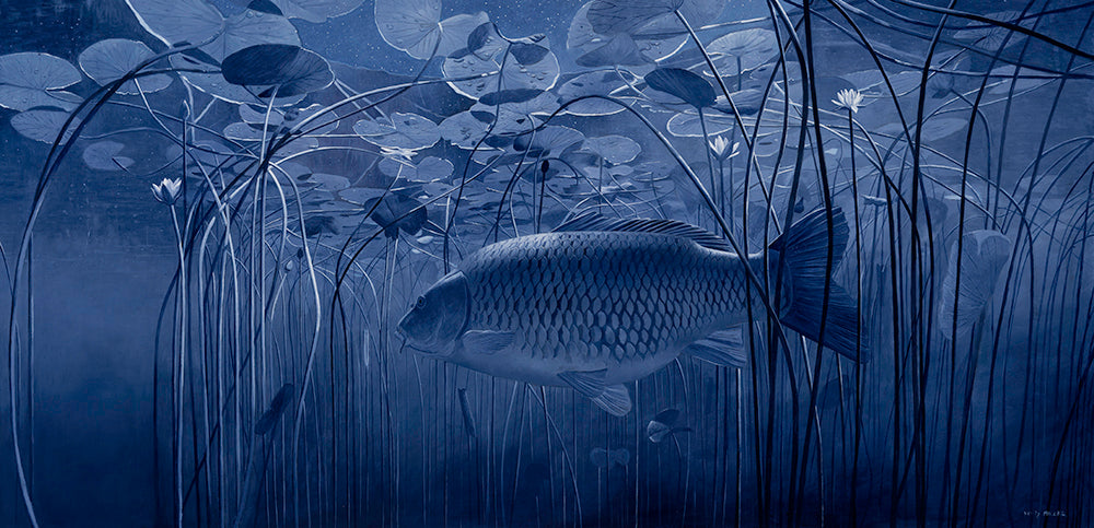 Moonlight Sonata carp underwater fish art print by wildlife artist David Miller. Cyprinus carpio.