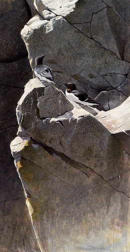 Pair of Razorbills on a rocky outcrop in morning light. Bird art print by wildlife artist David Miller