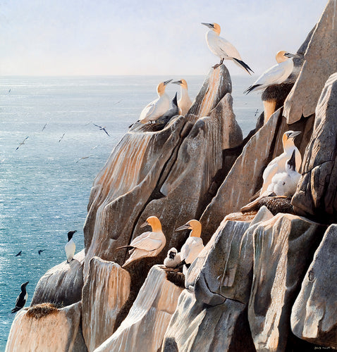 Gannet colony on great saltee, wexford as dawn breaks. Bird art print from an original oil by David Miller