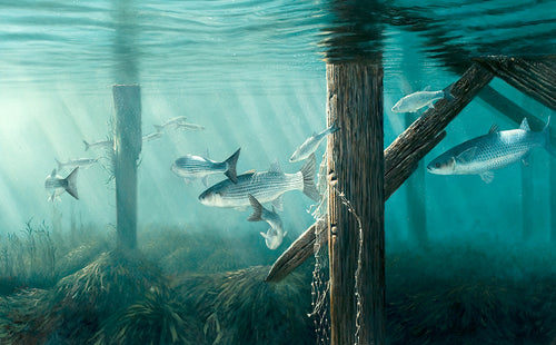 Fish art print of a shoal of mullet passing beneath an old pier. From an original painting by artist David Miller