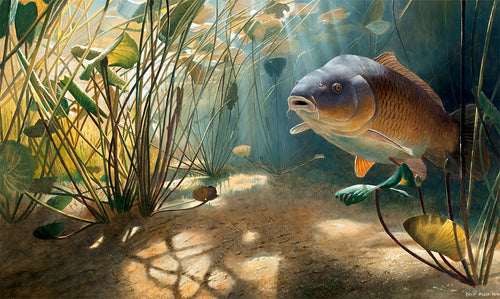 Fish art print of a large mirror carp underwater. Sunlit through a bed of lilies. from an original painting by wildlife artist David Miller