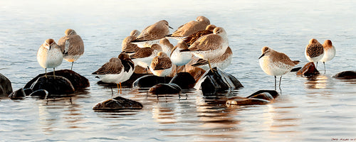 Roosting Knot, Dunlin and Turnstone. Bird art print by artist David Miller