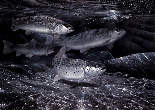 Four sea trout underwater at night amongst moonlit dappled boulders.  Fish art print by wildlife artist David Miller. Salmo trutta.