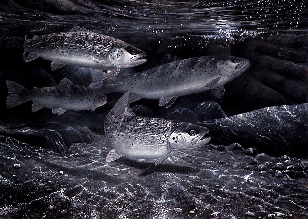 Four sea trout underwater at night amongst moonlit dappled boulders.  Fish art print by wildlife artist David Miller. Salmo trutta.