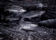 Four sea trout underwater at night amongst moonlit dappled boulders.  Fish art print by wildlife artist David Miller. Salmo trutta.