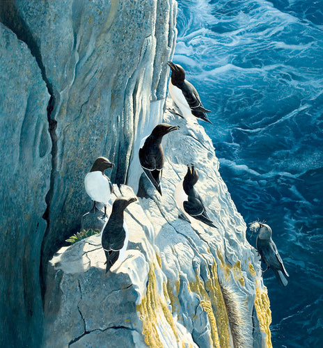 Razorbills and a jackdaw gathering nesting material on a steep rocky sea cliff with waves below.  Bird art print by wildlife artist David Miller