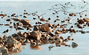 Joining the Roost, Oystercatchers and redshank bird art print by wildlife artist david miller