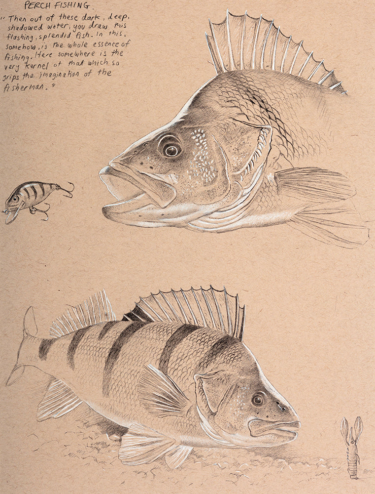 Perch Study 4 fish art print by wildlife artist David Miller. Perca fluviatilis.