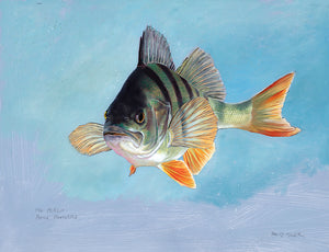 Study of a perch (perca fluviatilis), head on, in colour from an original painting by artist David Miller