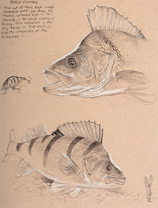Perch Study 4 fish art print by wildlife artist David Miller. Perca fluviatilis. From an original drawing by artist David Miller