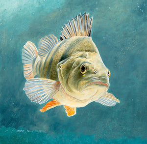 Study of a European perch , head on in full colour. Fish art print from an original oil painting by wildlife artist David Miller