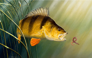 rod licence underwater perch print by fish artist david miller