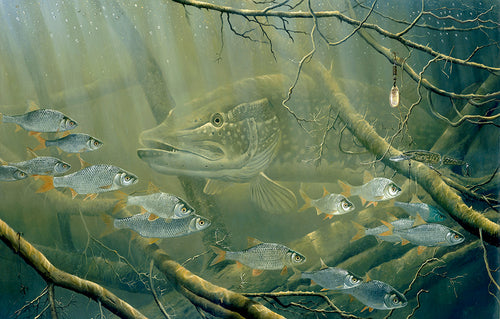 Underwater pike hunting a shoal of roach amongst a tangle of branches and lost lures. Fish art print from an original painting by artist David Miller
