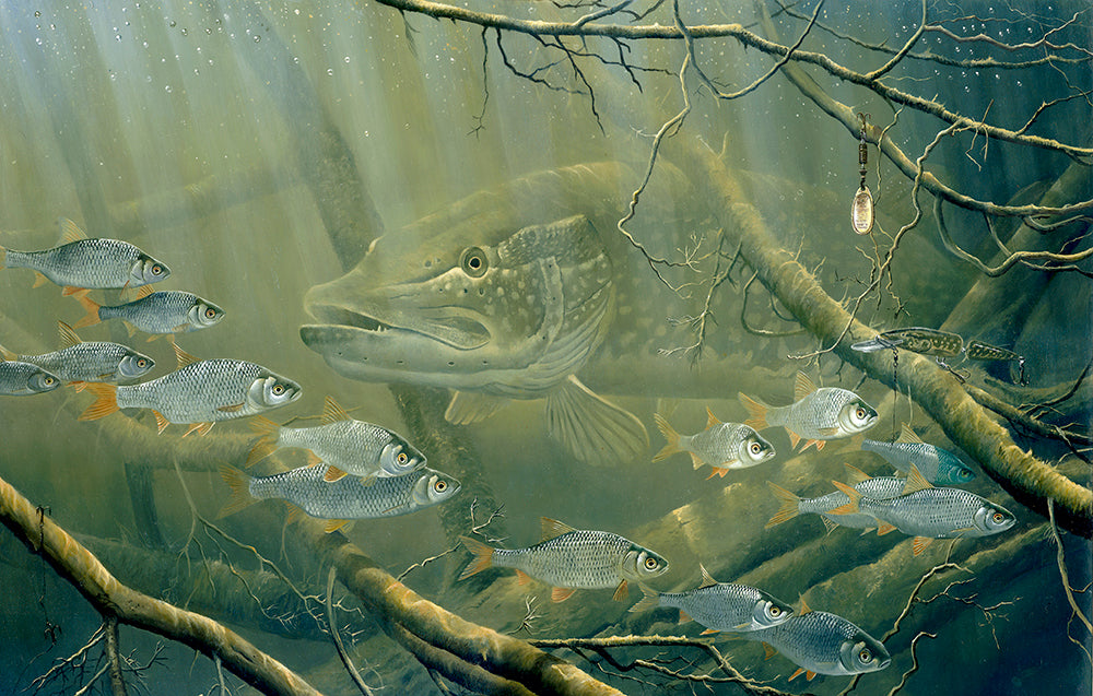 Underwater pike hunting a shoal of roach amongst a tangle of branches and lost lures. Fish art print from an original painting by artist David Miller