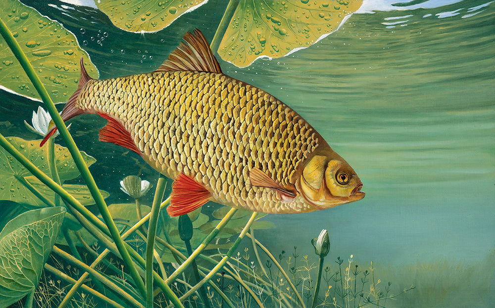 Underwater rudd fish EA art print. Rod Licence artwork by David Miller