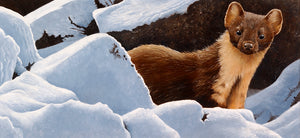 Winter Pine Marten open edition wildlife art print of a pine marten in the snow by artist david miller