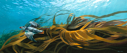Bird art print of a diving puffin underwater, swimming through waving fronds of kelp, Skomer Island. From an original painting by artist David Miller