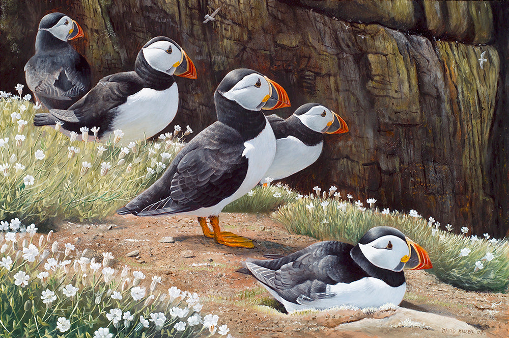 Puffins on the Wick bird art print of Skomer puffins by wildlife artist David Miller. Fratercula arctica