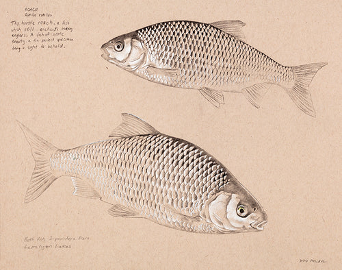 Fish art print of two roach from an original pencil drawing by wildlife artist David Miller